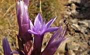 02 Genzianella anisodonta con ospite